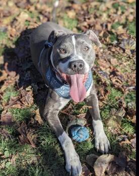 Rescue Pit Bull Terrier Dogs for Adoption in Buffalo, New York - LeBron | PetCurious