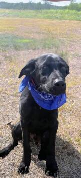Rescue Black Labrador Retriever Dogs for Adoption - Ned | PetCurious