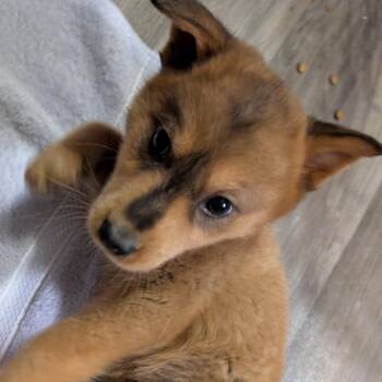 Mixed Breed Dogs Available for Adoption - Falafel | PetCurious