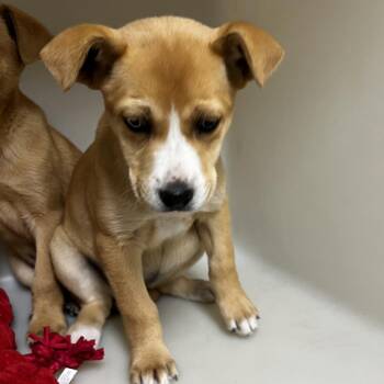 Labrador Retriever Dogs Available for Adoption in Birmingham, Alabama - Josephine | PetCurious