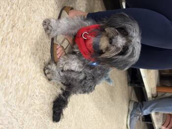 Porkchop -  Wirehaired Dachshund and Maltese Dog for Adoption in Fresno, California - Porkchop | PetCurious