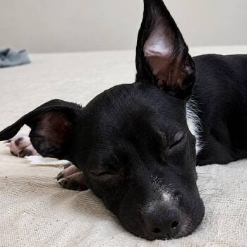 Collin - Costa Mesa Location *Avaiable 7/25* -  Terrier and Chihuahua Dog for Adoption in Chino Hills, California - Collin - Costa Mesa Location *Avaiable 7/25* | PetCurious