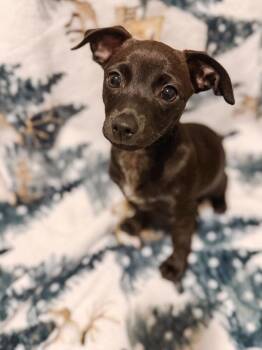 Bean -  Chihuahua Dog for Adoption in Colorado Springs, Colorado - Bean | PetCurious