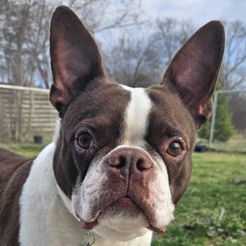 Boston Terrier Dogs Available for Adoption - Dexter | PetCurious
