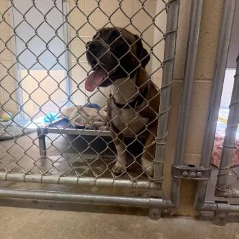 Craig -  Dachshund and Shepherd Dog for Adoption in Buellton, California - Craig | PetCurious