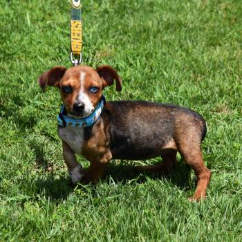 Dora -  Mixed Breed Dog for Adoption in Searcy, Arkansas - Dora | PetCurious