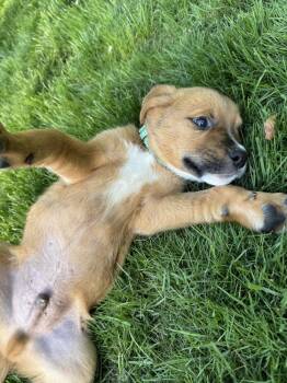 Mixed Breed Dogs Available for Adoption in Brewster, New York - Billy (B Pups) | PetCurious