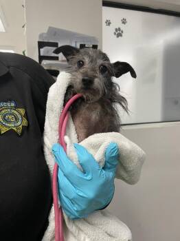 Yorkshire Terrier and Shih Tzu Dogs Available for Adoption - Pedro | PetCurious