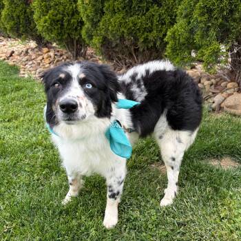 Mixed Breed Dogs Available for Adoption in Canal Winchester, Ohio - Pope | PetCurious
