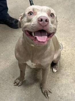 Penelope -  Pit Bull Terrier Dog for Adoption in Cleveland, Ohio - Penelope | PetCurious