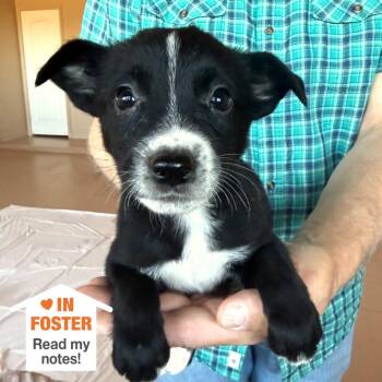 Brea -  Pit Bull Terrier and Collie Dog for Adoption in Kanab, Utah - Brea | PetCurious