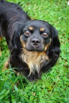 Thaddeus -  Mixed Breed Dog for Adoption in Columbia, Tennessee - Thaddeus | PetCurious