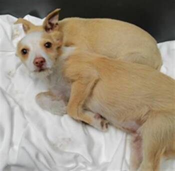 CHICO -  Chihuahua and Mixed Breed Dog for Adoption in Albuquerque, New Mexico - CHICO | PetCurious
