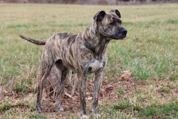 Mixed Breed Dogs Available for Adoption in Columbia, Tennessee - Brownie | PetCurious