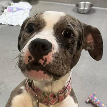 Merlot -  Boxer Dog for Adoption in Baltimore, Maryland - Merlot | PetCurious