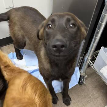 Syris -  Shepherd and Mixed Breed Dog Available for Adoption in Parrish, Alabama - Syris | PetCurious