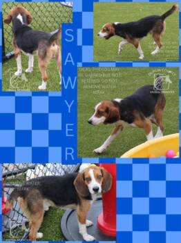 Beagle and Mixed Breed Dogs Available for Adoption in Kenansville, North Carolina - SAWYER | PetCurious
