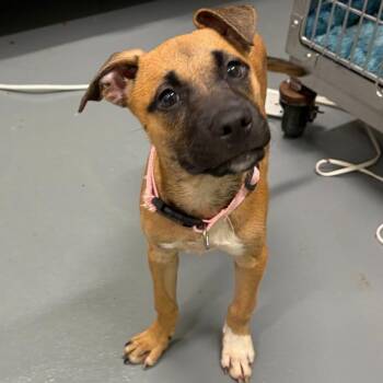 Fruity -  Boxer and Mixed Breed Dog for Adoption in Austin, Texas - Fruity | PetCurious