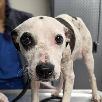 Tala -  Pit Bull Terrier Dog for Adoption in Philadelphia, Pennsylvania - Tala | PetCurious