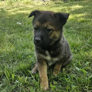Husky and Mixed Breed Dogs Available for Adoption in Tulsa, Oklahoma - Achilles | PetCurious