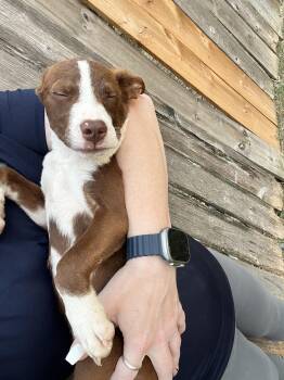 Rescue Mixed Breed Dogs for Adoption in Longview, Texas - KitKat | PetCurious