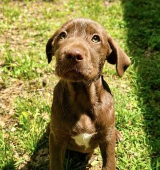 Terrier and Schnoodle Dogs Available for Adoption in Glocester, Rhode Island - Gouda | PetCurious