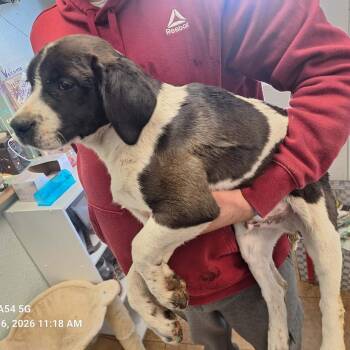 Foxhound and Black Mouth Cur Dogs Available for Adoption - Cormac | PetCurious