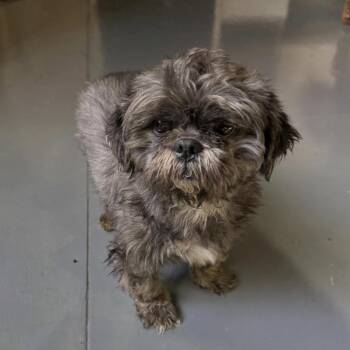 Waffle -  Shih Tzu and Mixed Breed Dog for Adoption in Tacoma, Washington - Waffle | PetCurious