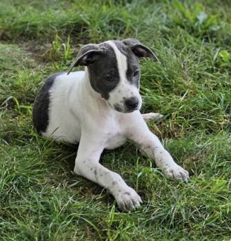 Daisy -  Mixed Breed Dog for Adoption in South Bend, Indiana - Daisy | PetCurious