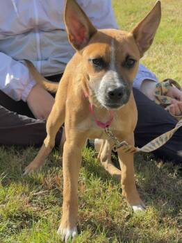 Rescue Shepherd and Black Mouth Cur Dogs for Adoption in Hillsdale, New York - Quincy | PetCurious