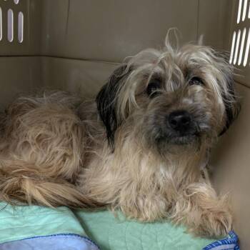 Yorkshire Terrier and Maltese Dogs Available for Adoption - STARBUCKS | PetCurious