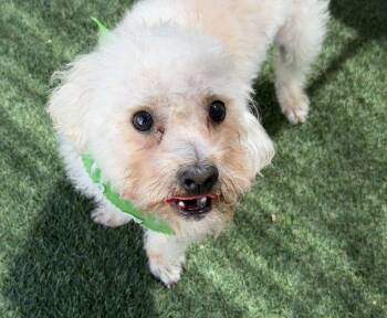 Snowball -  Terrier Dog Available for Adoption in Canutillo, Texas - Snowball | PetCurious