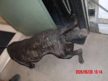 Goliath -  Cane Corso Dog Available for Adoption in Hobbs, New Mexico - Goliath | PetCurious
