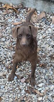 Rescue Terrier Dogs for Adoption in Woodsfield, Ohio - Flint | PetCurious