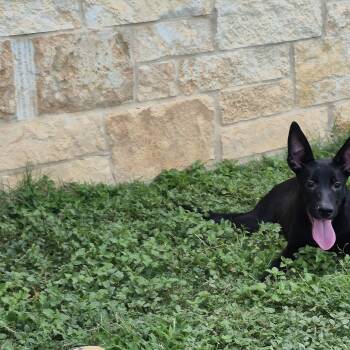 Rikku -  Shepherd Dog for Adoption in Schertz, Texas - Rikku | PetCurious