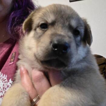 Jasper -  Mixed Breed Dog for Adoption in Bismarck, North Dakota - Jasper | PetCurious