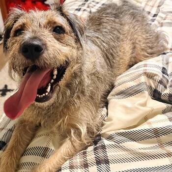 Schnauzer and Terrier Dogs Available for Adoption in Eureka Springs, Arkansas - Cora May | PetCurious