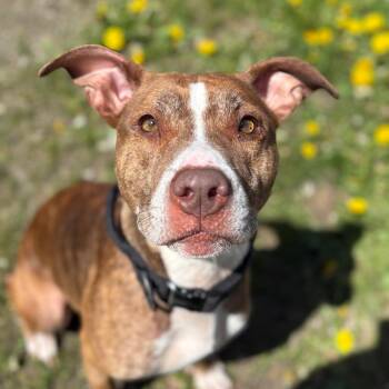 Phoebe -  Mixed Breed Dog for Adoption in Enfield, New Hampshire - Phoebe | PetCurious