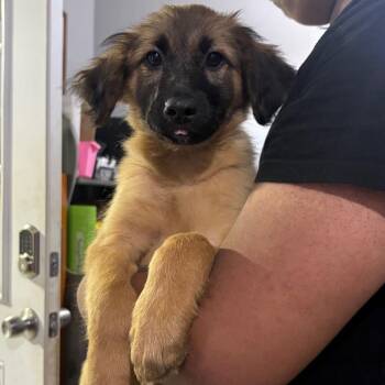 Danielle -  German Shepherd Dog and Mixed Breed Dog for Adoption in Wappingers Falls, New York - Danielle | PetCurious