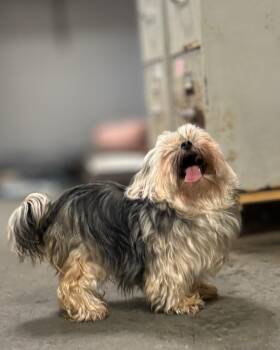 Yorkshire Terrier and Maltese Dogs Available for Adoption - Tiny | PetCurious