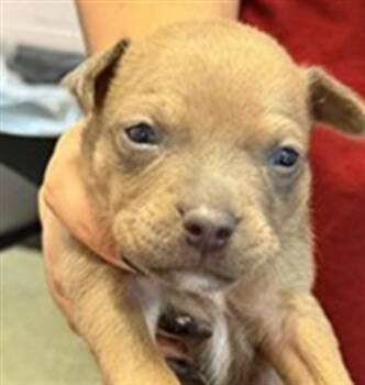 BLT WITH CHEESE -  Mixed Breed Dog for Adoption in Jacksonville, Florida - BLT WITH CHEESE | PetCurious