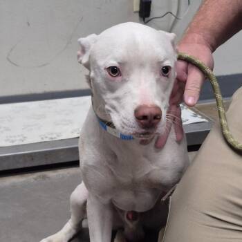 Pit Bull Terrier Dogs Available for Adoption in Yuma, Arizona - Beavis | PetCurious
