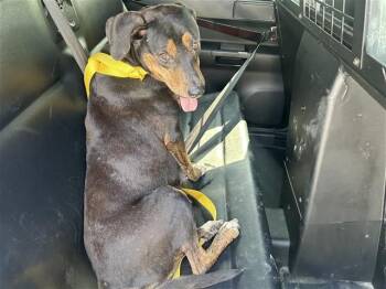 Pit Bull Terrier and Mixed Breed Dogs Available for Adoption in Houston, Texas - A655739 | PetCurious