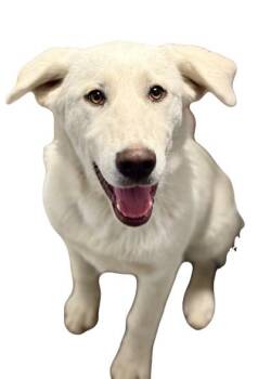 Great Pyrenees Dogs Available for Adoption - Jewel | PetCurious