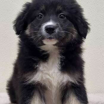 Border Collie and Black Labrador Retriever Dogs Available for Adoption in Marion, Mississippi - AppleJack | PetCurious