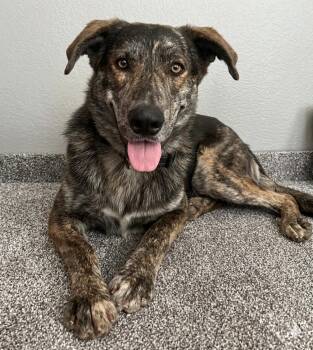 Dutch Shepherd Dogs Available for Adoption - Rex | PetCurious
