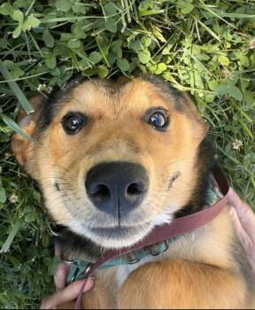 Amber -  German Shepherd Dog Dog for Adoption in Newport, Kentucky - Amber | PetCurious