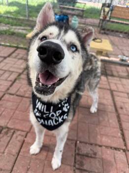 Lobo- Will anyone give this senior his happily ever after -  Husky Dog for Adoption in Conway, South Carolina - Lobo- Will Anyone Give This Senior His Happily Ever After | PetCurious