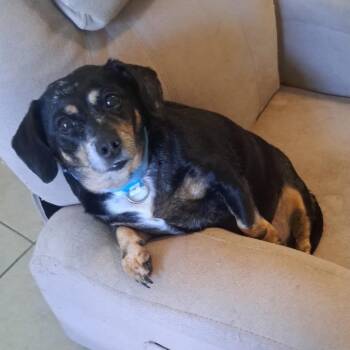 Misty Blue -  Chihuahua and Dachshund Dog for Adoption in New Orleans, Louisiana - Misty Blue | PetCurious