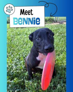 Bennie -  Mountain Cur Dog for Adoption in Sulphur, Kentucky - Bennie | PetCurious